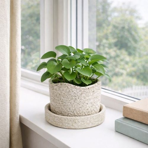 Kerámia Kaspó Alátéttel, Krém Színű - Ø12,6x10,9cm - 0,6L