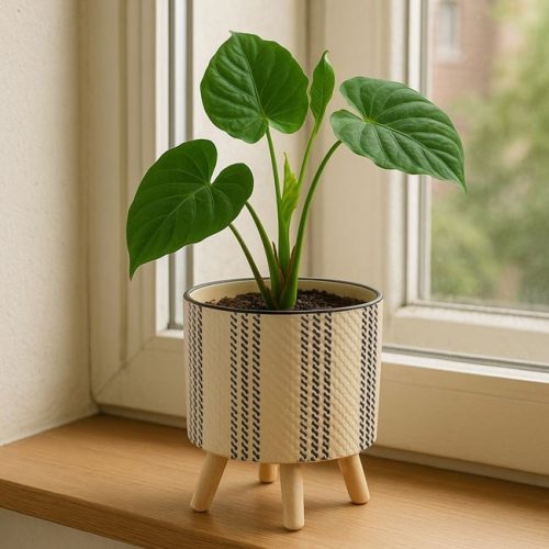 Bézs Kerámia Kaspó Fekete Csíkkal és Fa Lábakkal Ø17x17cm - 2.8L