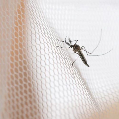 Fehér szúnyogháló ablakra, 1x1 m