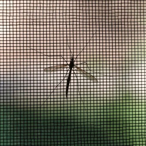 Fekete szúnyogháló ablakra, 1x1 m